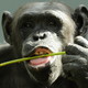 Illustration for article titled NIH Announces Plan to Finally Retire All Research Chimpanzees
